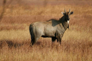 Nilgaau - najveći azijski antiljo Nilgaau - najveći azijski antiljo